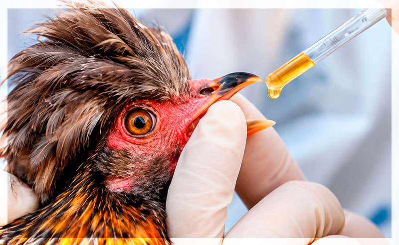 Alimentos para gallinas ponedoras