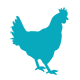 Pavo