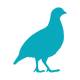 Gallina ponedora