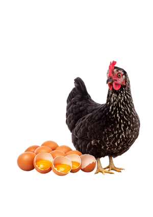 Alimento para gallinas ponedoras