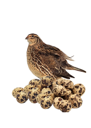 Omega para codornices en postura