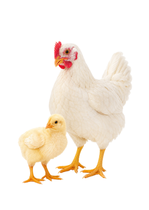 Aves de carne BEDOCE